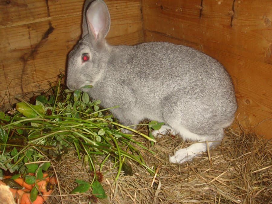 Raza de conejo chinchilla