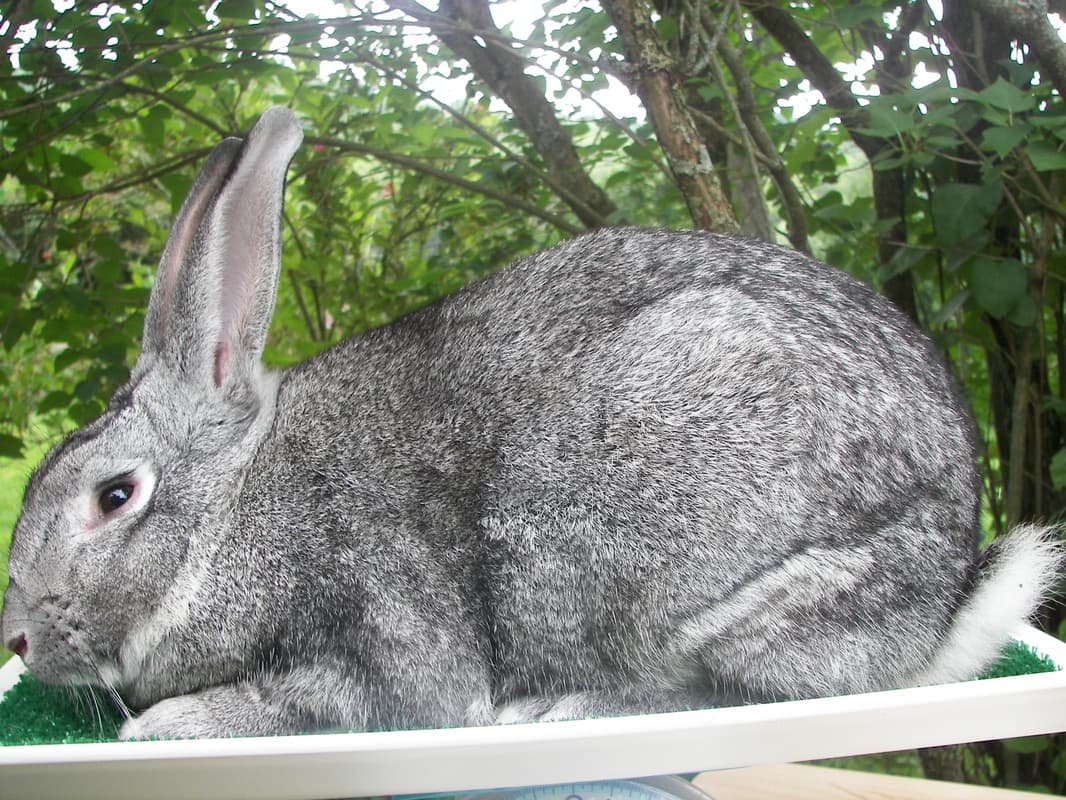 Chinchilla gigante