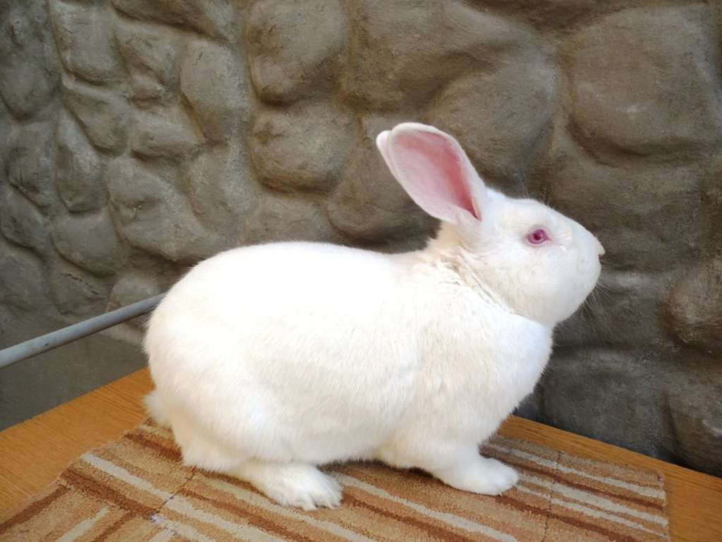 Conejo Pannon Blanco