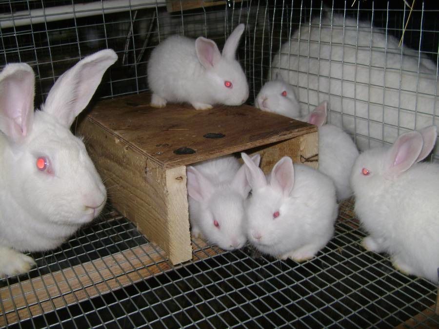 Pannon blanco
