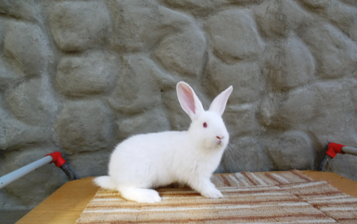 Raza de conejo Pannon blanco