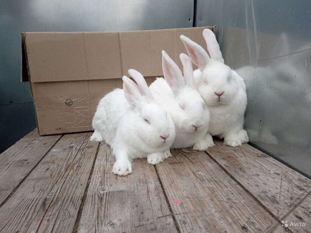 Conejos