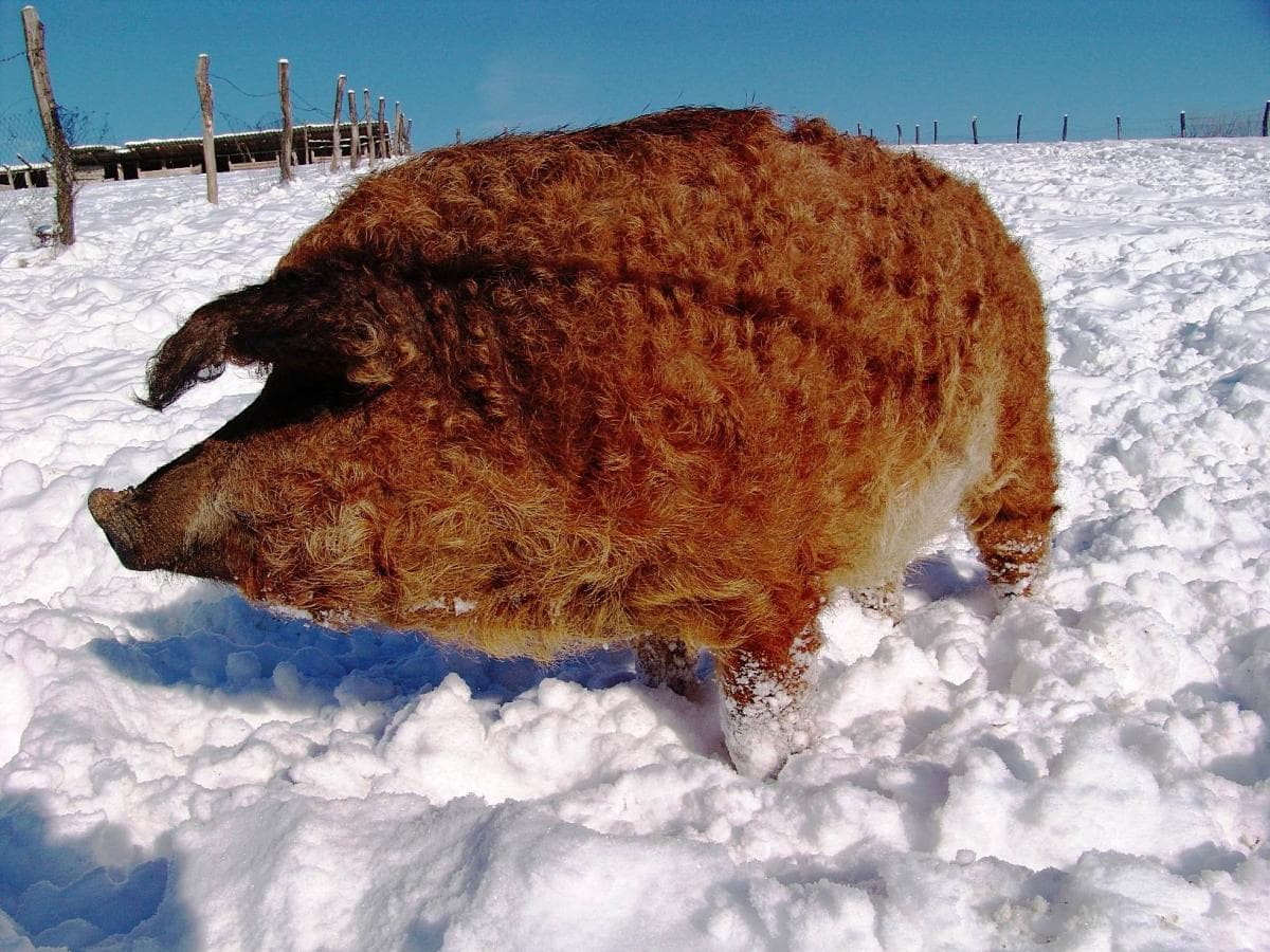 Mangalica húngara roja