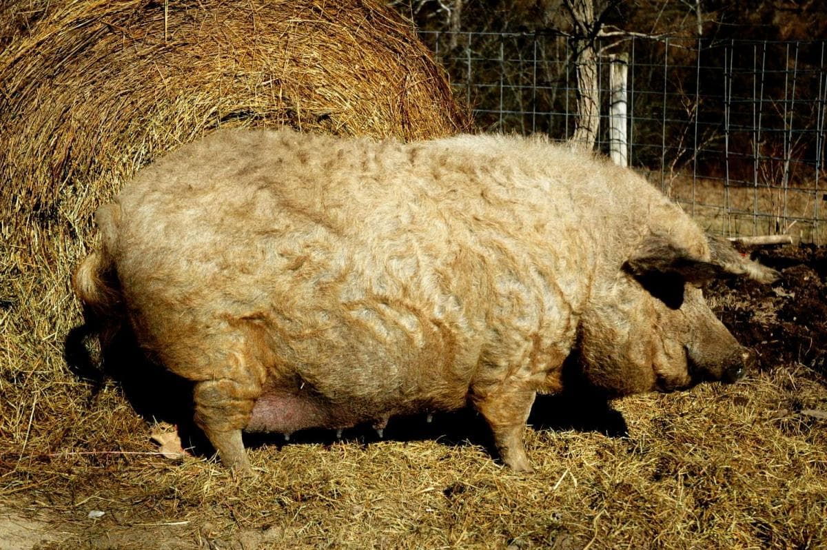 Raza de cerdo Mangalica húngara