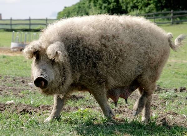 Raza de cerdo Mangalica húngara