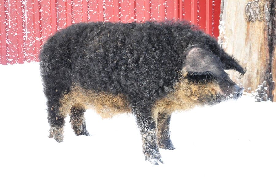Mangalica húngara - "Golondrina"