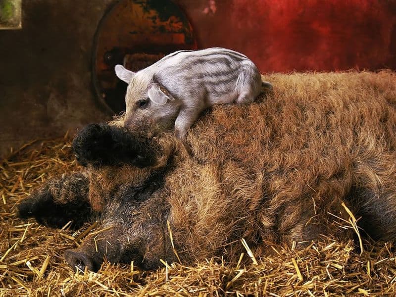 Cerdo y lechón