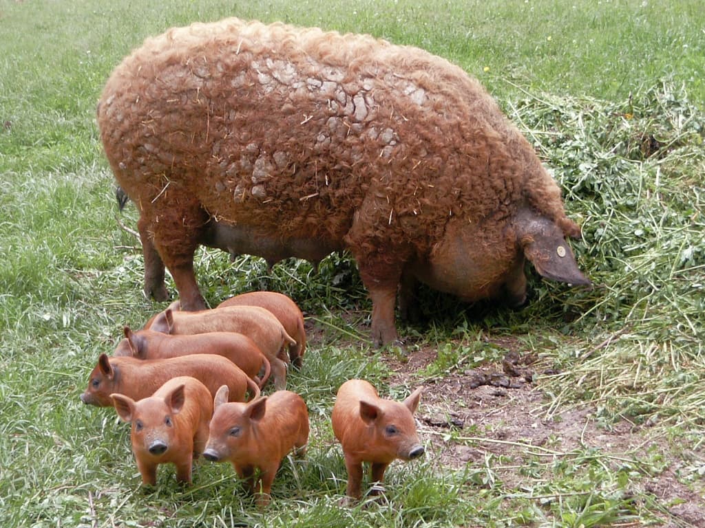 Mangalica húngara