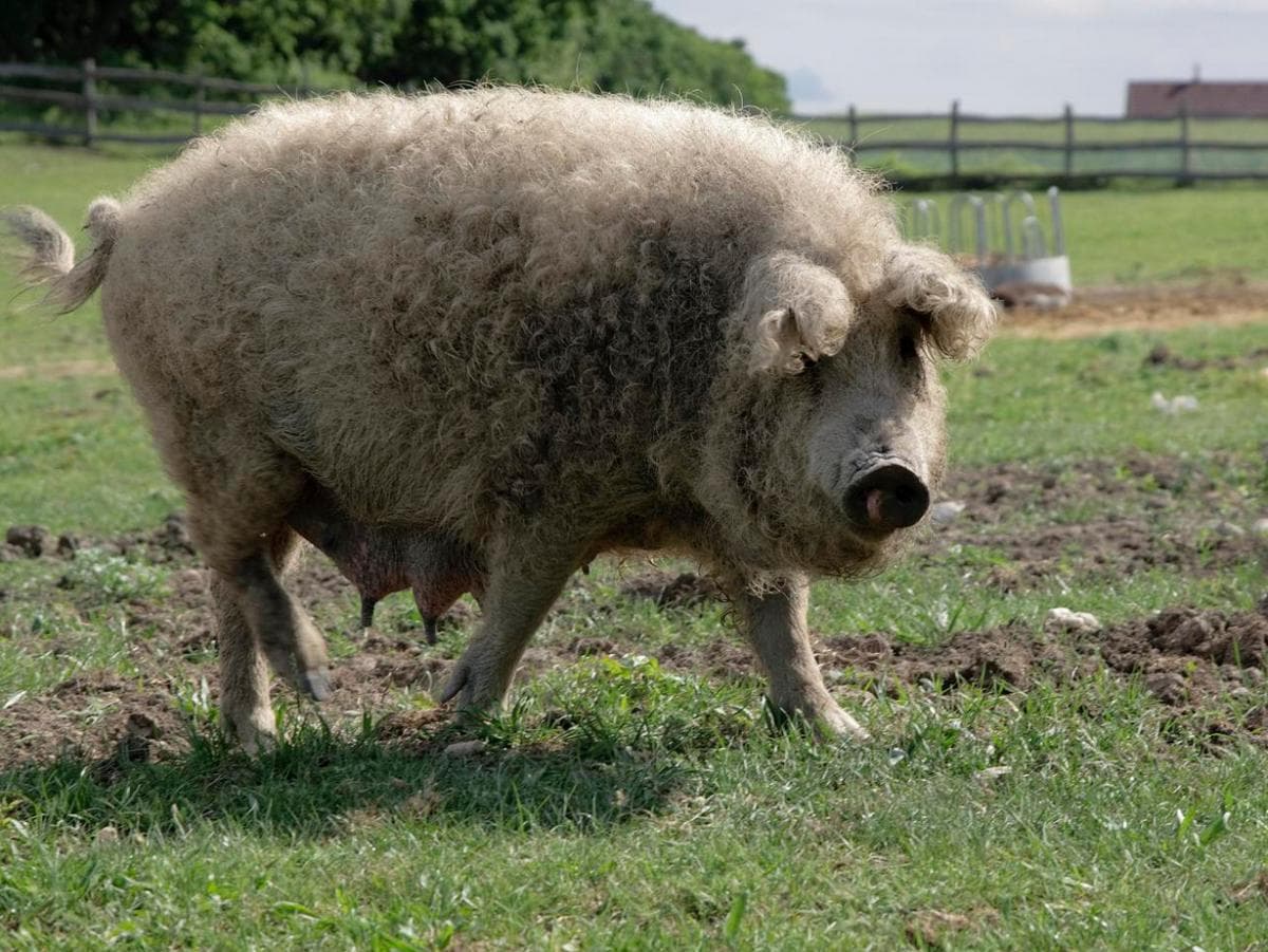 Cerdo de la raza Mangal