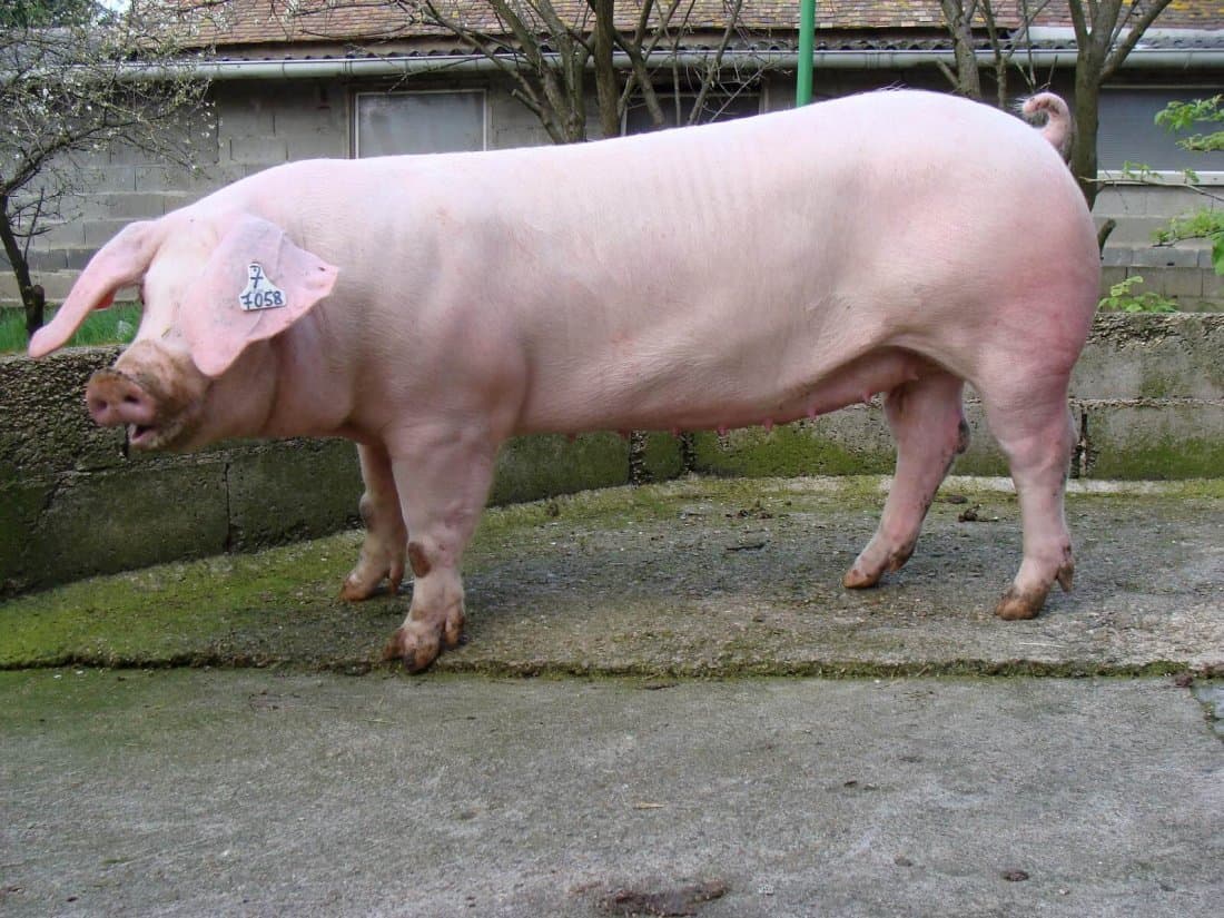 Raza autóctona