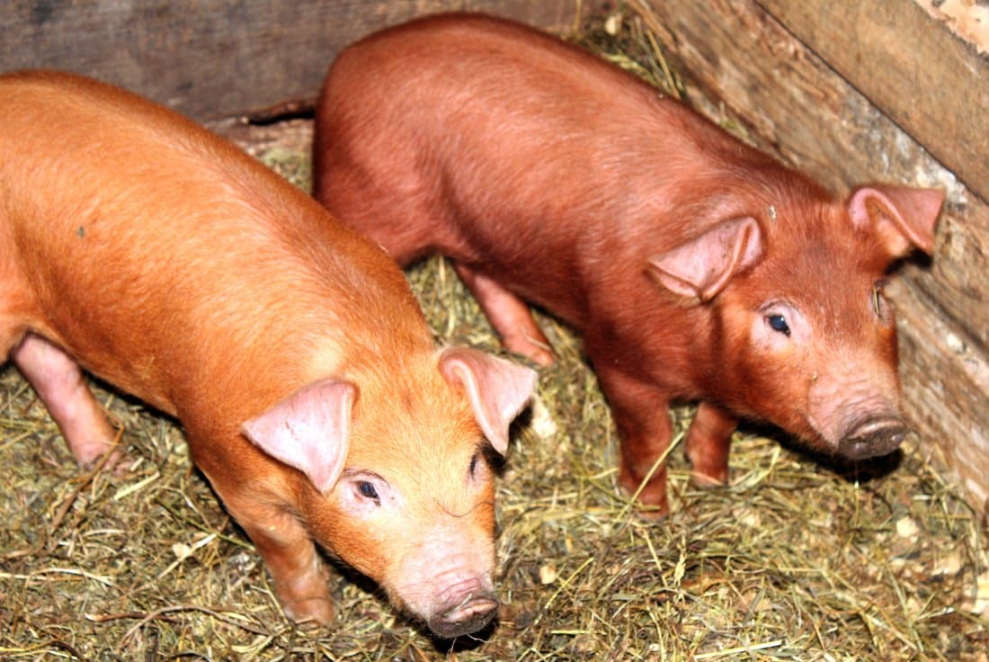 Duroc