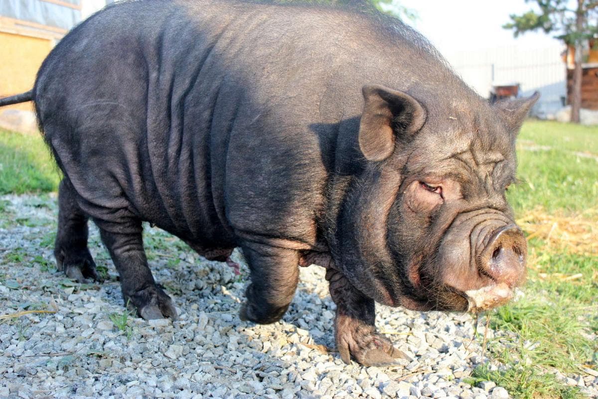 Barrigón asiático