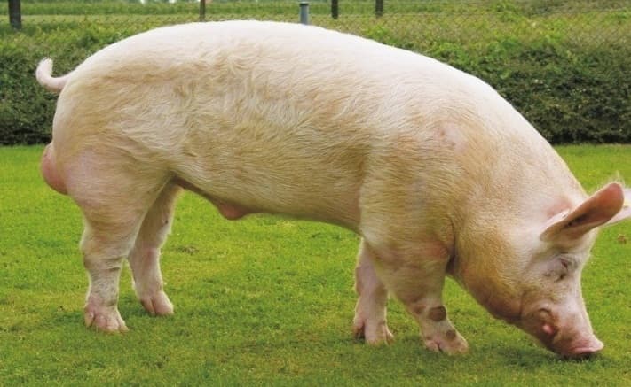 Estepa ucraniana blanca