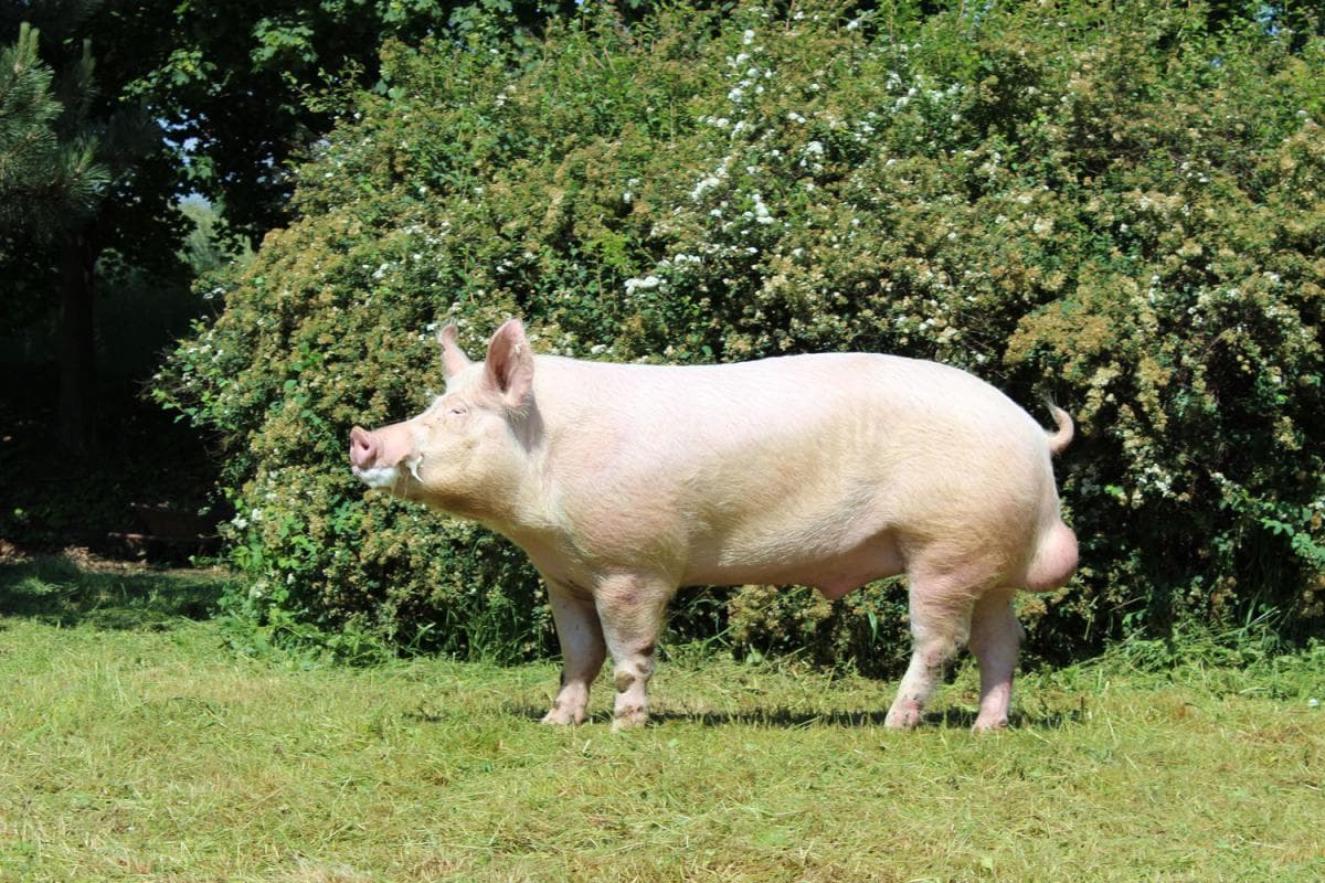 blanco lituano