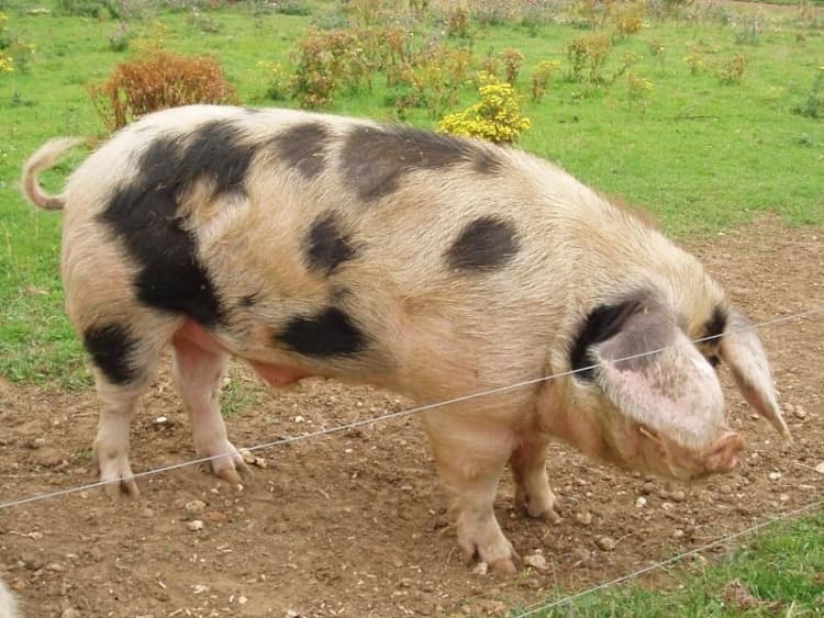 Estepa ucraniana moteada
