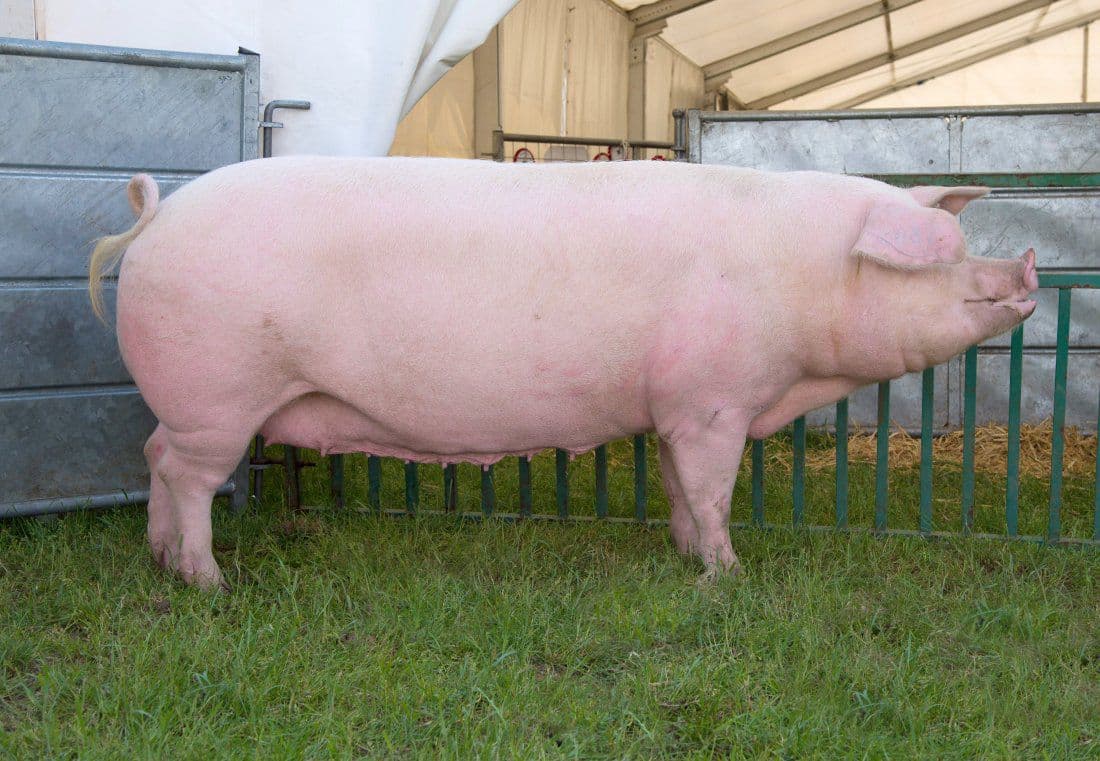 cerdos Duroc