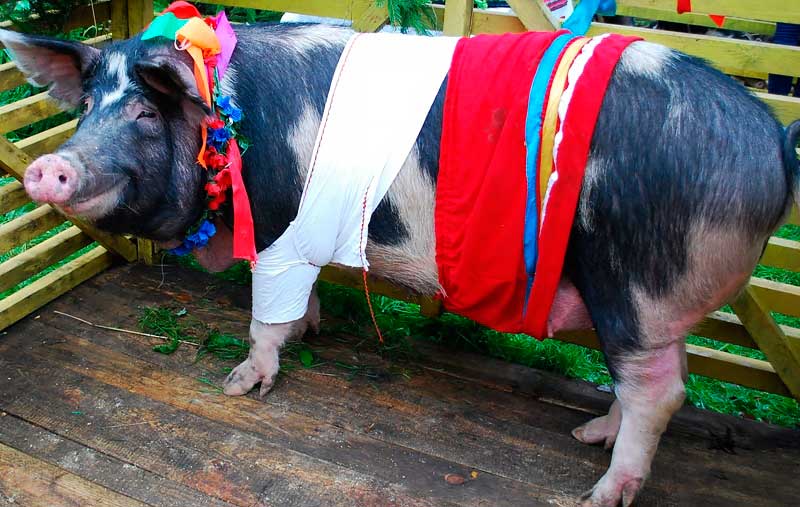 raza de cerdo Mirgorod