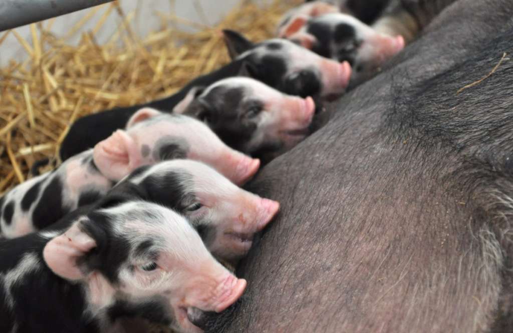 Los lechones de Mirgorod beben leche de una cerda