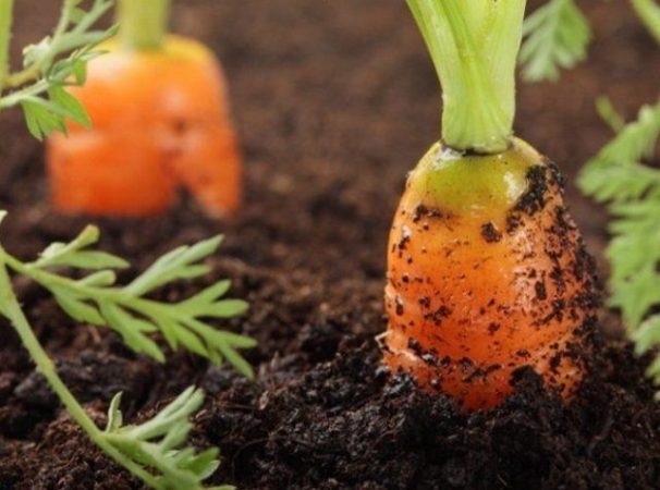 3 preguntas principales sobre las zanahorias verdes o por qué son amargas