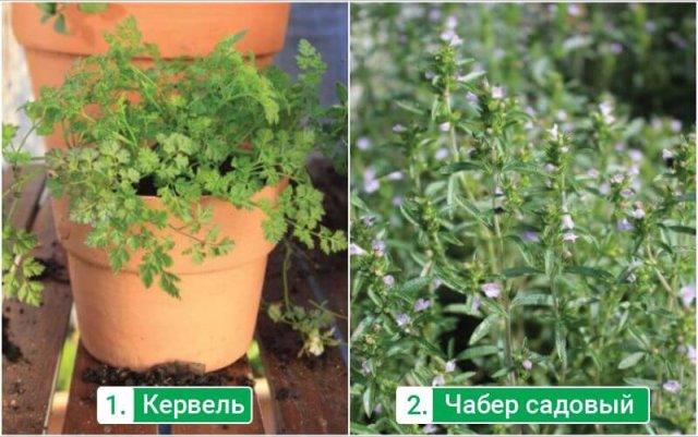 5 hierbas sabrosas y saludables que definitivamente vale la pena plantar en tu jardín