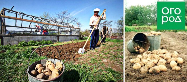 5 maneras de plantar patatas