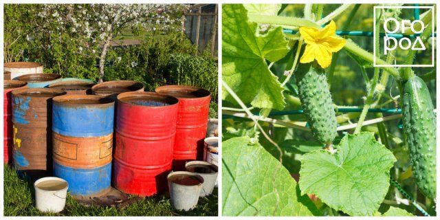 5 razones por las que los pepinos no florecen
