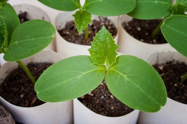 6 razones por las que los pepinos producen cosechas pobres