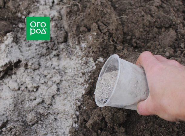 7 maneras de plantar ajo de invierno