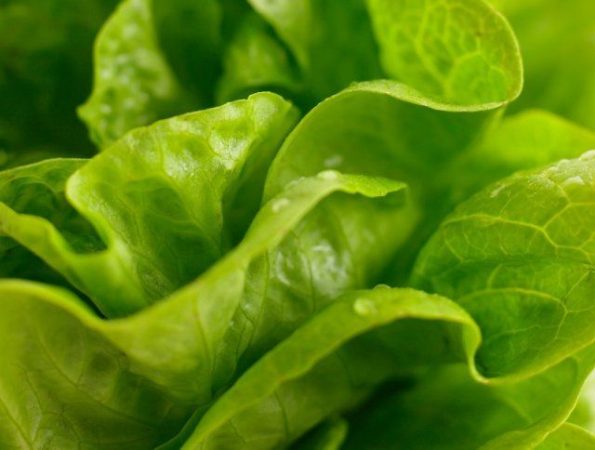 7 plantas de rápido crecimiento para el jardín de otoño