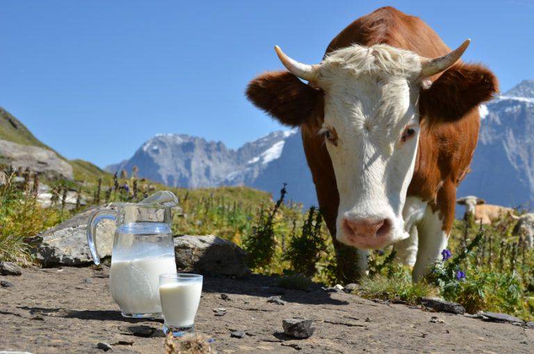 Leche salada de vaca