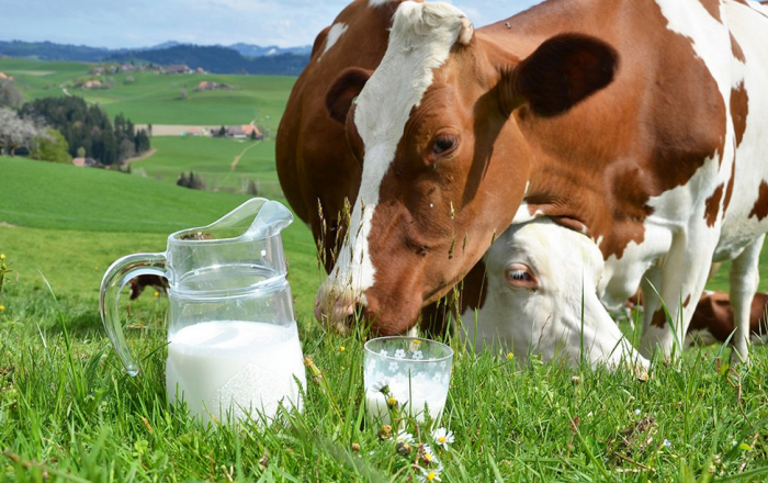 8 razones principales por las que las vacas tienen leche salada