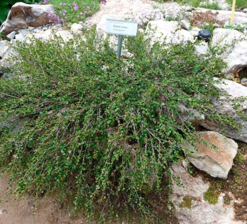 Abedul enano: foto, plantación, cuidados, cultivo, descripción, tipos