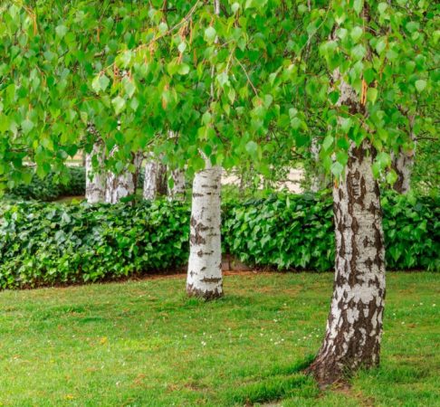 Abedul - foto, plantación, cuidados, cultivo, descripción, tipos