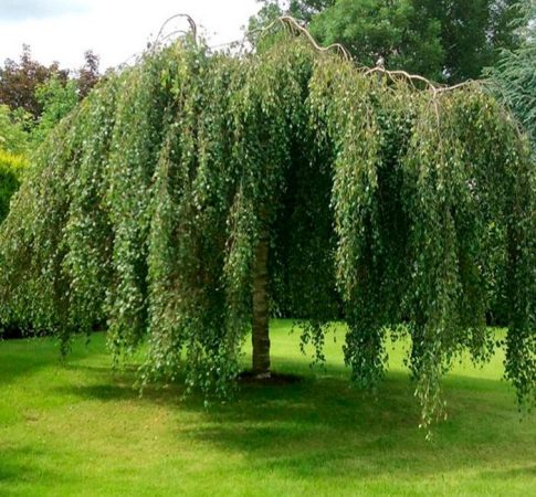 Abedul plateado: foto, plantación, cuidados, cultivo, descripción, tipos.
