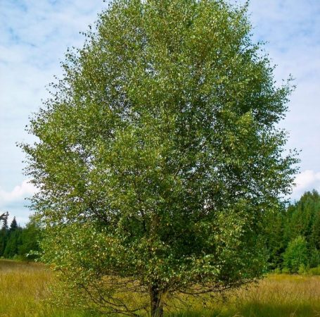 Abedul velloso - foto, plantación, cuidados, cultivo, descripción, tipos