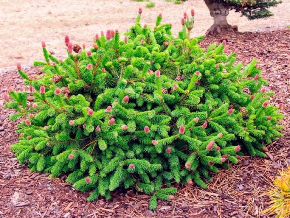 Abeto Push - foto, plantación, cuidados, cultivo, descripción, tipos