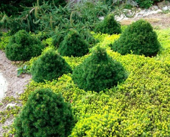 Abeto Tompa: foto, plantación, cuidados, cultivo, descripción, tipos