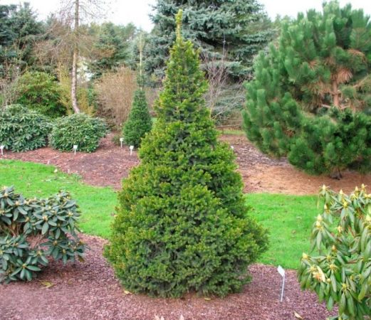 Abeto Wills Zwerg: foto, plantación, cuidados, cultivo, descripción, tipos