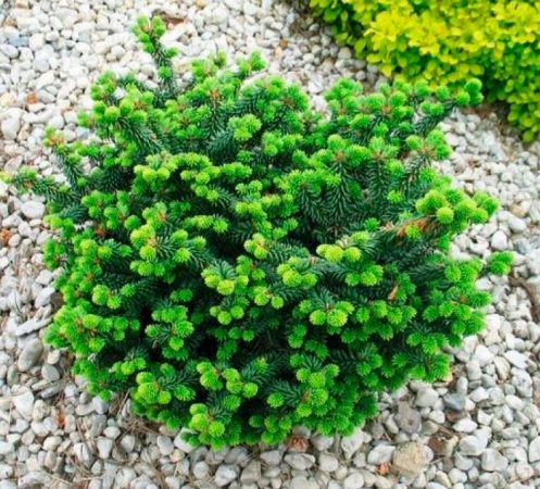 Abeto balsámico Nana: foto, plantación, cuidados, cultivo, descripción, tipos