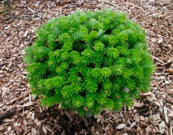Abeto balsámico brillante: foto, plantación, cuidados, cultivo, descripción, tipos