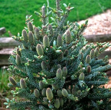 Abeto coreano Silberlock: foto, plantación, cuidados, cultivo, descripción, tipos