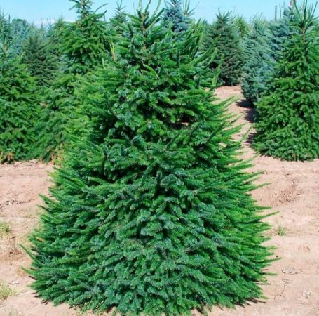 Abeto de Serbia: foto, plantación, cuidados, cultivo, descripción, tipos