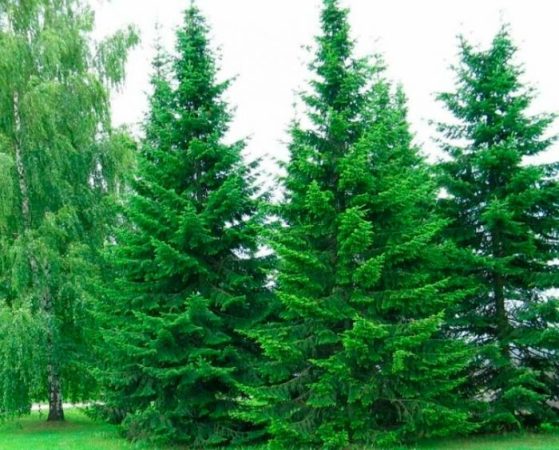 Abeto siberiano: foto, plantación, cuidados, cultivo, descripción, tipos.