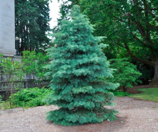 Abies concolor - foto, plantación, cuidados, cultivo, descripción, tipos