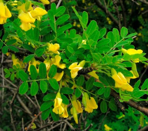 Acacia amarilla: foto, plantación, cuidados, cultivo, descripción, tipos.