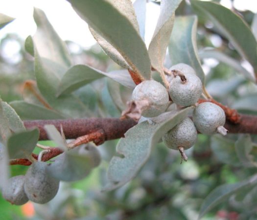 Acelga plateada: foto, plantación, cuidados, cultivo, descripción, tipos