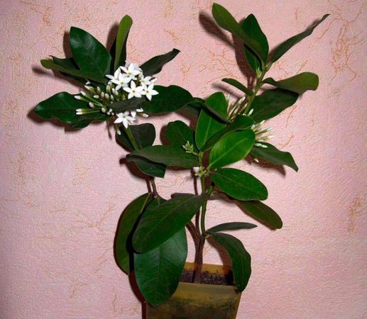 Acocanthera - foto, cuidados, especie, descripción, propagación, planta de interior