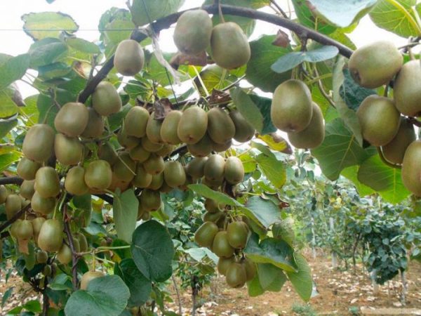 Actinidia - foto, cuidados, especies, descripción, reproducción