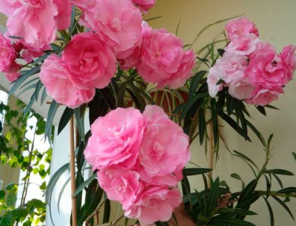 Adelfa – foto, cuidados, especie, descripción, propagación, planta de interior
