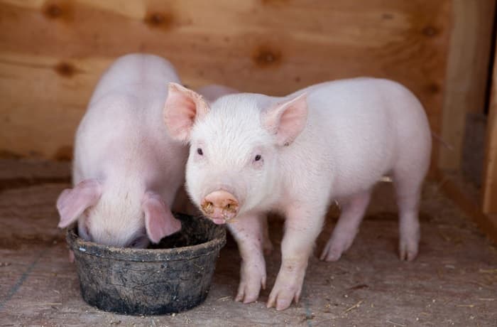 Aditivos alimentarios para cerdos